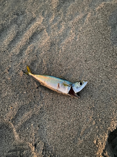 サバの釣果