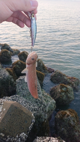 エソの釣果