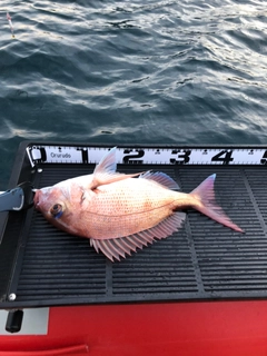 マダイの釣果