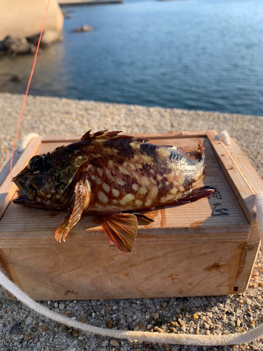 カサゴの釣果