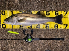 シーバスの釣果
