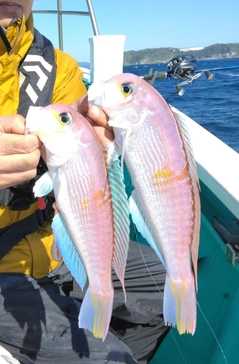 アマダイの釣果