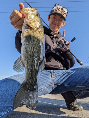 ブラックバスの釣果