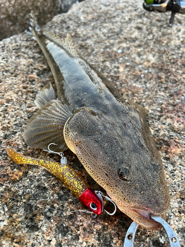 マゴチの釣果