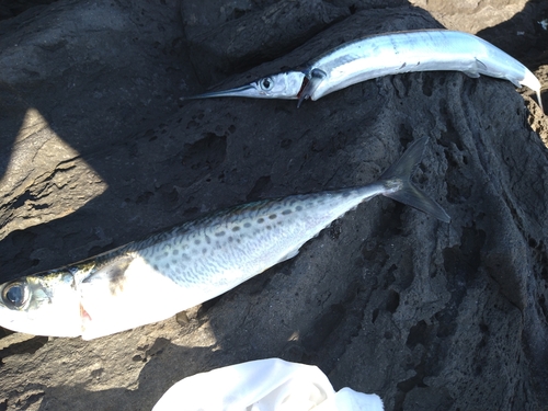 サバの釣果