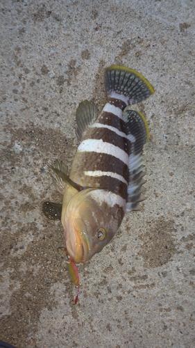 アオハタの釣果