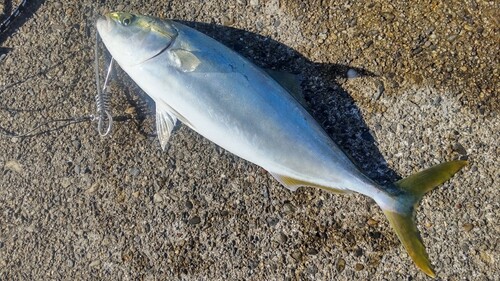 イナダの釣果