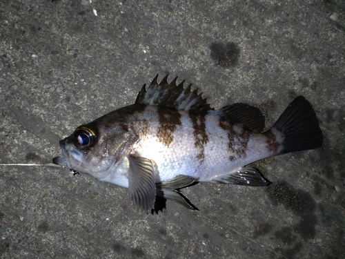 メバルの釣果