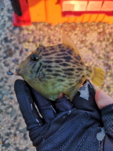 カワハギの釣果