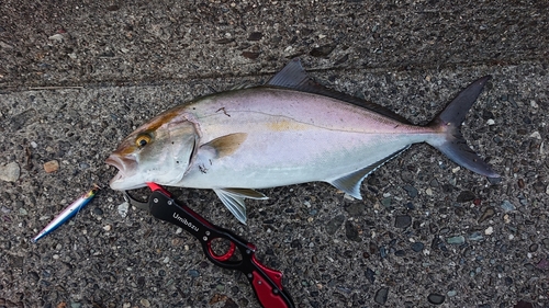 シオの釣果