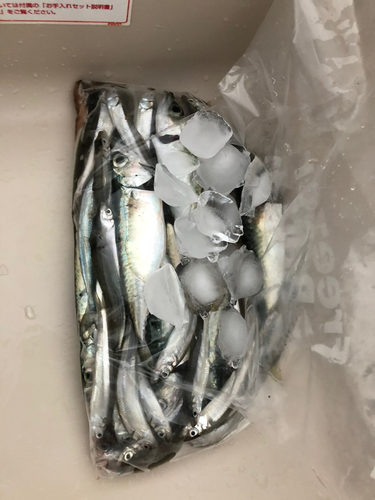 サバの釣果