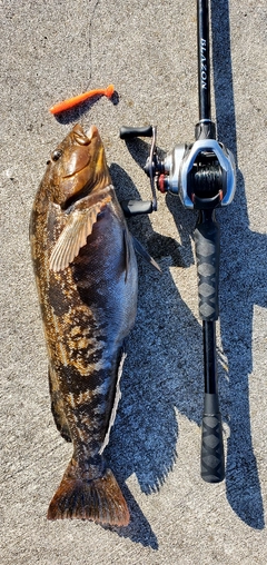 アイナメの釣果