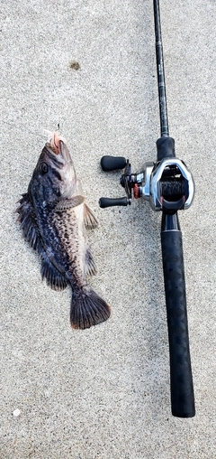 クロソイの釣果