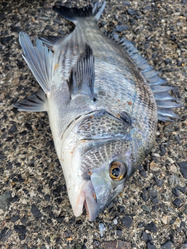 チヌの釣果