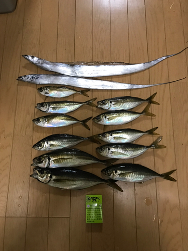 アジの釣果