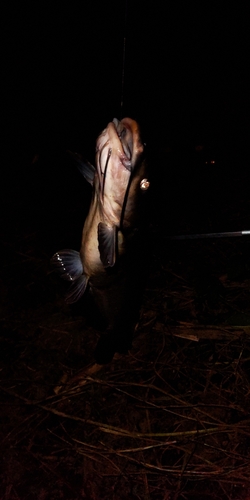 ナマズの釣果