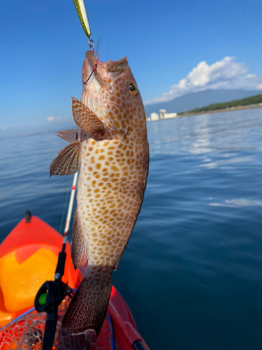 オオモンハタの釣果