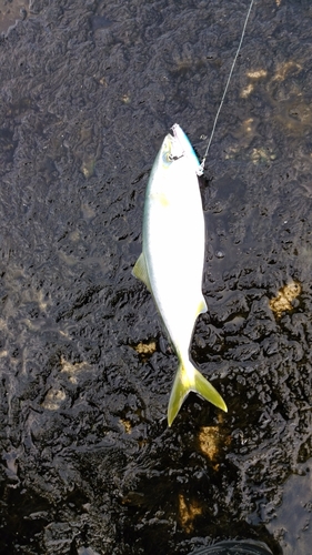 イナダの釣果