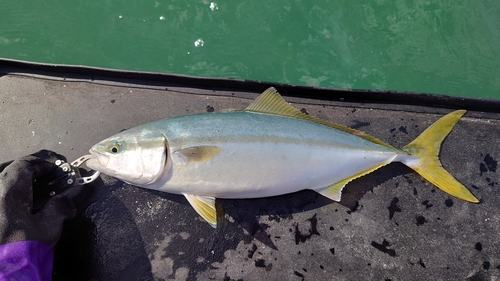 ヤズの釣果