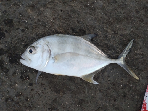 ロウニンアジの釣果