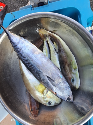 シロサバフグの釣果