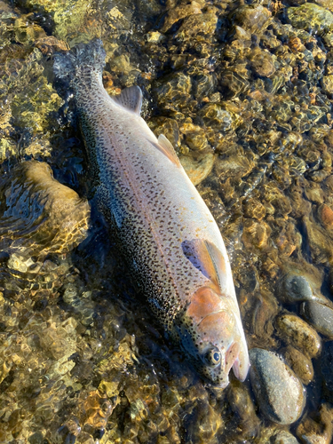 ニジマスの釣果