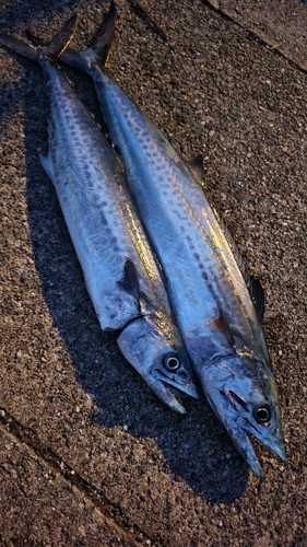 サゴシの釣果