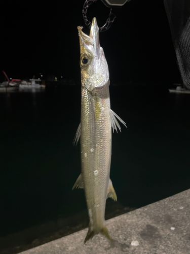 カマスの釣果