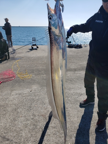 タチウオの釣果