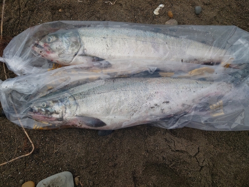 シロザケの釣果