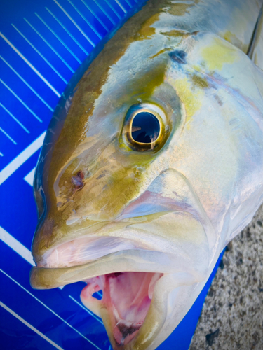 カンパチの釣果