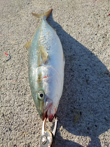 ブリの釣果