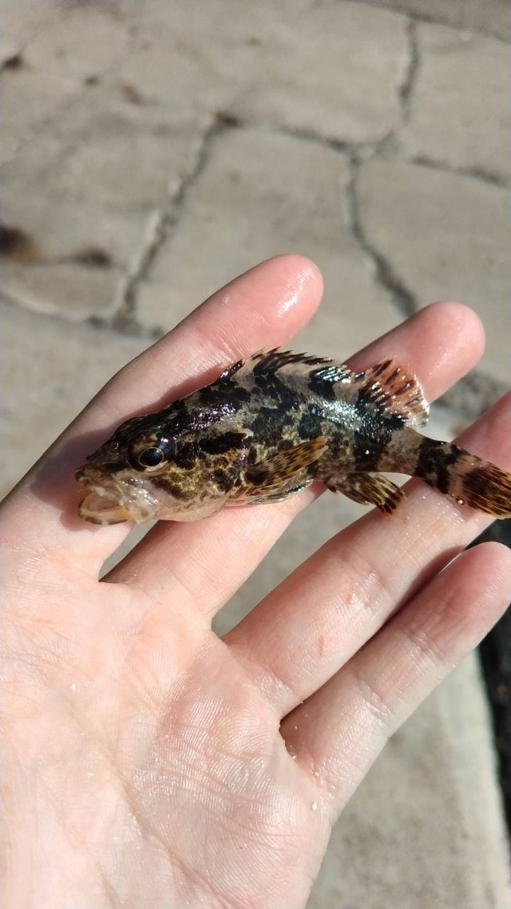 タケノコメバル