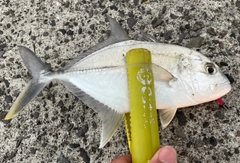 メッキの釣果