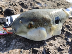 クサフグの釣果