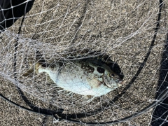 アイゴの釣果