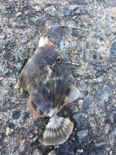 カワハギの釣果