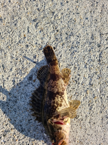 タケノコメバルの釣果