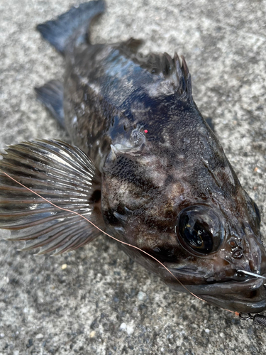 クロソイの釣果