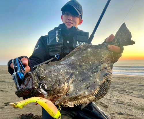 ヒラメの釣果