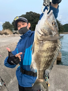 クロダイの釣果