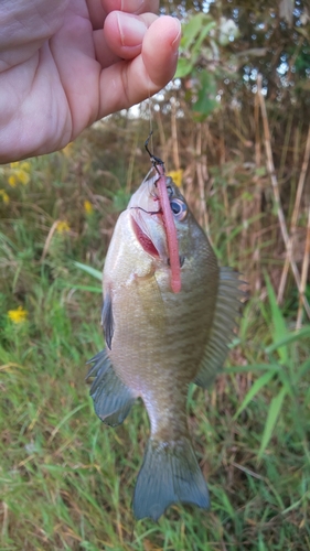 ブラックバスの釣果