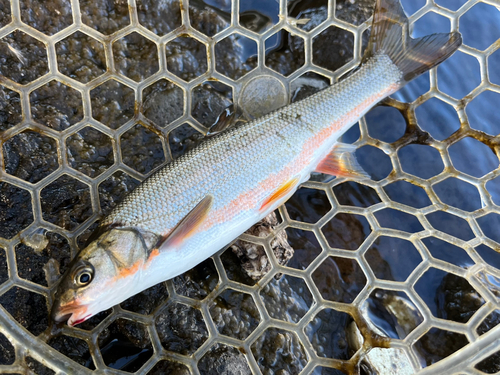 ウグイの釣果