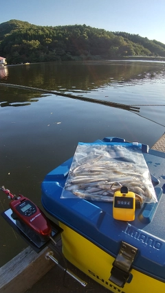 ワカサギの釣果