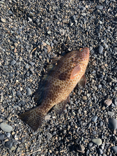 オオモンハタの釣果