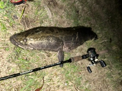 ライギョの釣果