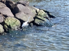 カタクチイワシの釣果