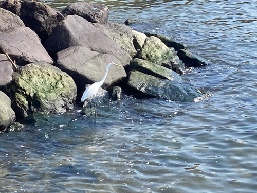 カタクチイワシの釣果