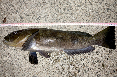 アイナメの釣果