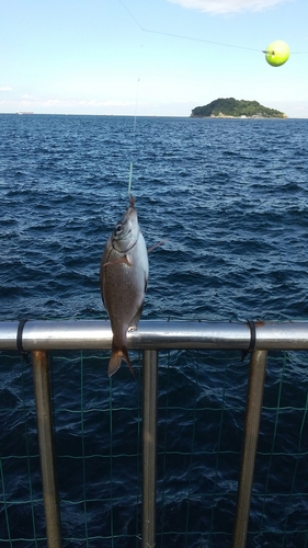 ウミタナゴの釣果